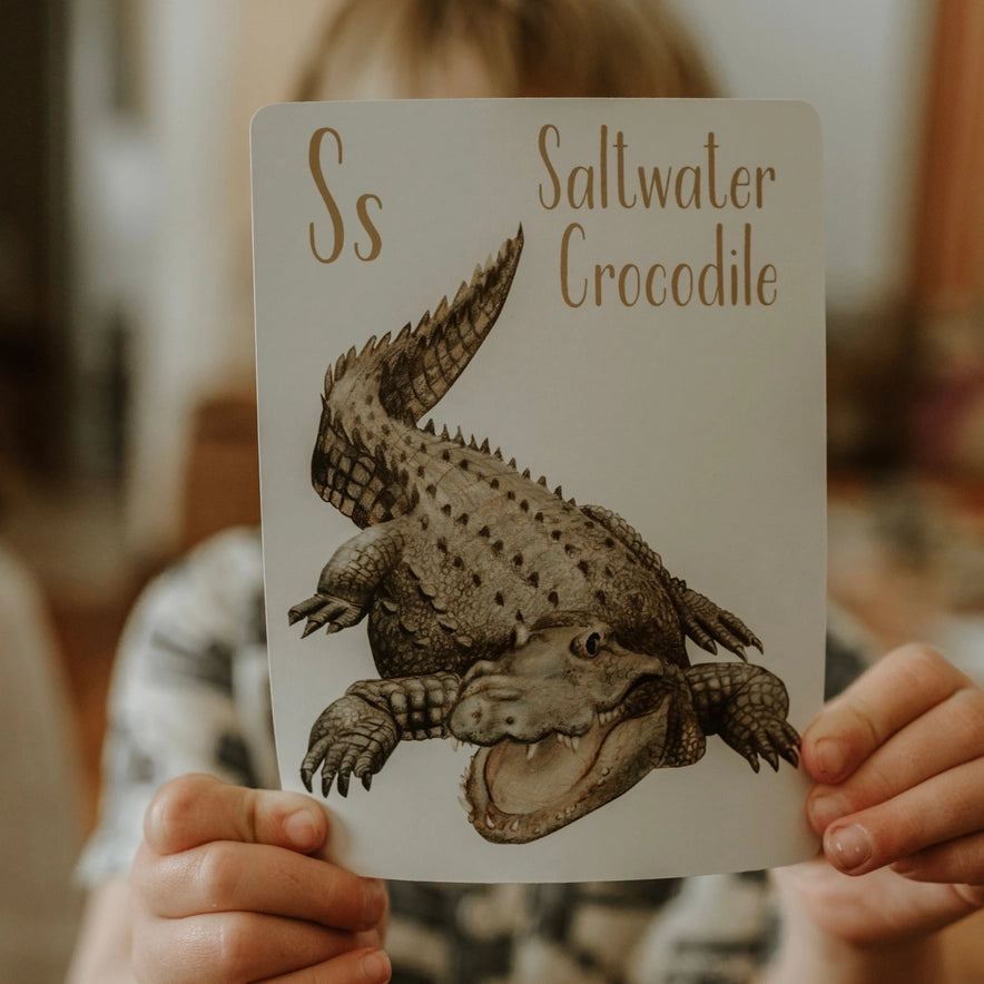 Modern Monty Australian Animal Alphabet Flash Cards
